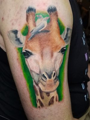 Giraffe. #giraffe #nature #colorrealism #realism #chicago #animal 
