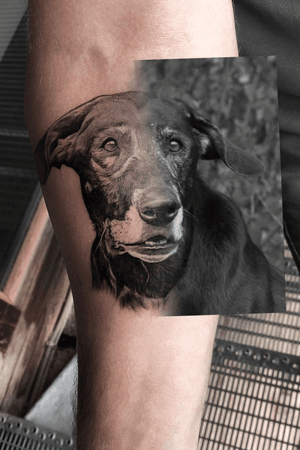 Tattoo/reference photo of customers dog portrait.