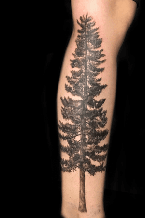 Knee to ankle pine tree 