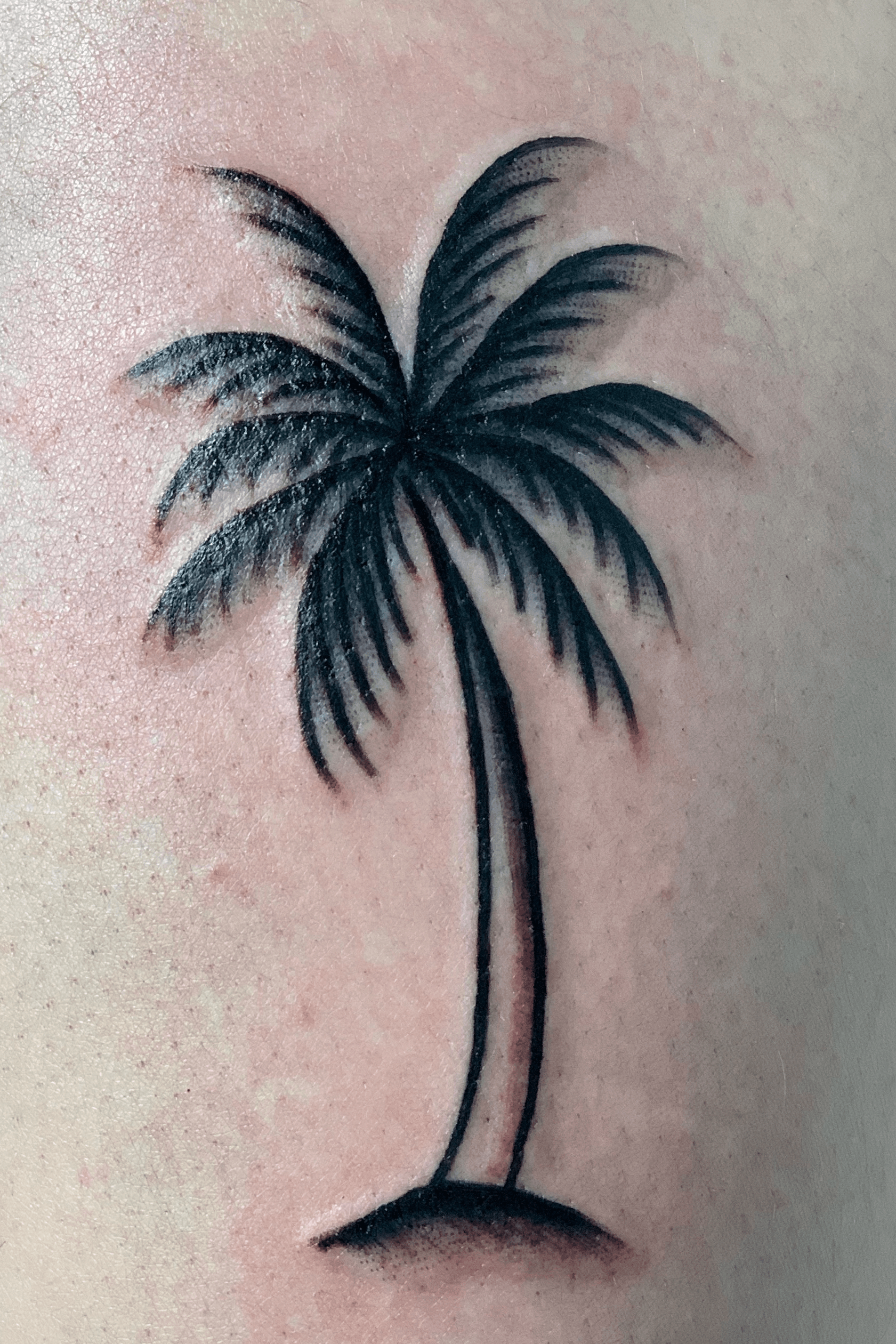 California palm trees blackandgreytattoo tattoo  Palm tree tattoo Palm  tattoos Tree tattoo