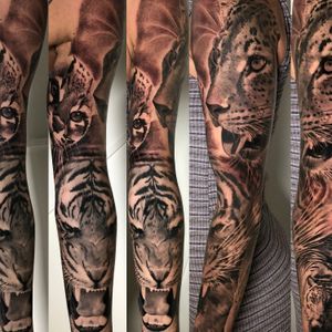 A full sleeve of felines.#blackandgrey #realistic #fullsleeve #tiger #tattoo