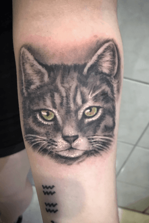 Realistic cat tattoo