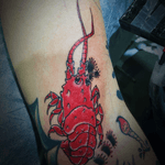 Southern rock lobster 