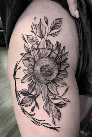 fibonacci spiral sunflower 