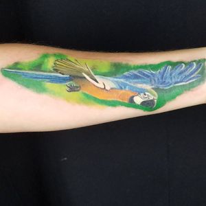 Macaw in flight #tattoo #bird #parrot #macaw #colorrealism #realism #nature #chicago 