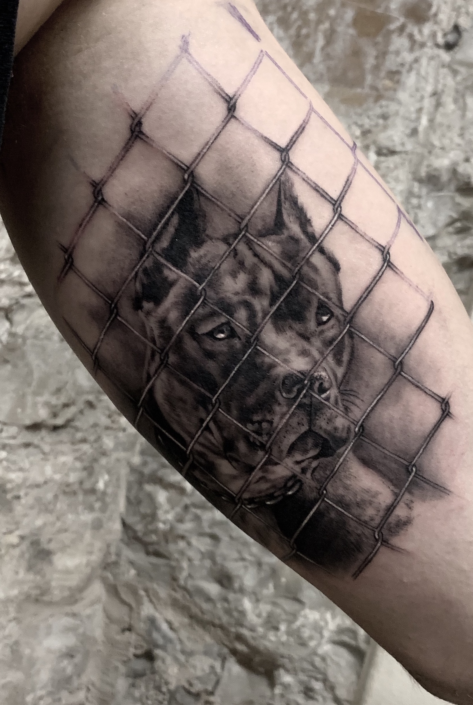 Angry dog tattoo by Jake Howe  from  Northside Tattooz  Facebook