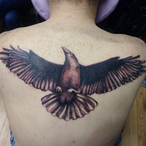 Raven across the shoulder blades 