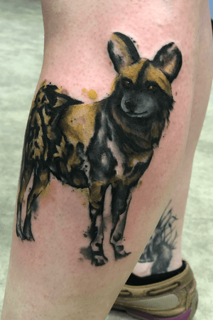 African Painted Dog. Probably one of my favorite animals!