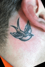 Little swallow bird behind the ear