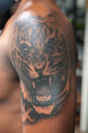 Tiger - black and gray