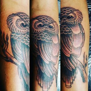 black n grey owl on arm