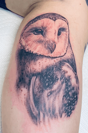 Barn owl portrait 