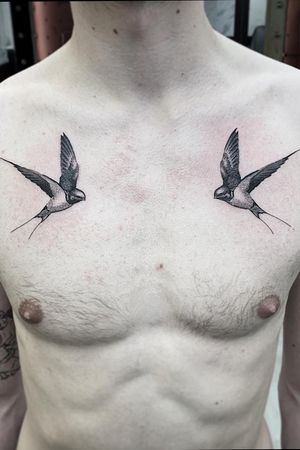 Swallows