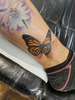Cute monarch butterfly on a sweet client.