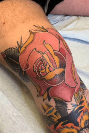 Knee rose from yesterday. 