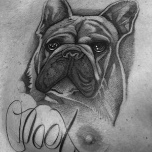 Dog tattoo by Celio #Celio #Motorink #MotoinkFinestTattooing #Amsterdam #Amsterdamtattoo #Amsterdamtattoostudio #tattoostudio #tattooartists #tattooidea #besttattoo #cooltattoo #dogtattoo #chest