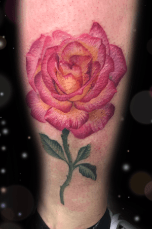 Realistic pink and yellow rose 