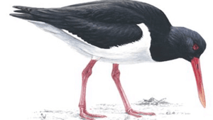 Im looking for an artist’s take on an Oystercatcher