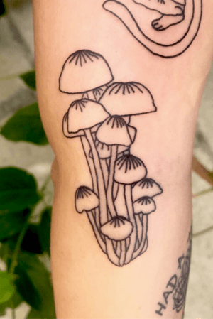 Mushroom bundle