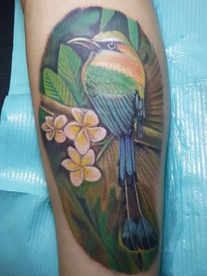 Guardabarranco ave nacional Nicaragüense