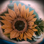 Sunflower (cover up)