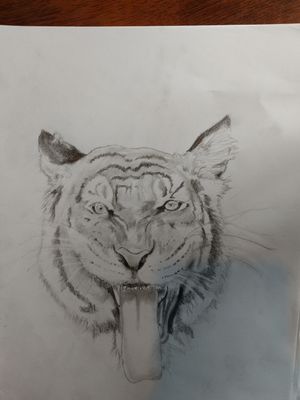 First tiger I've drawn