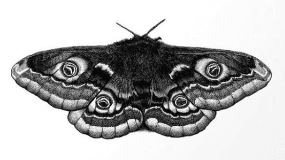 Polyphemus Moth Temporary Tattoo  naturenurture