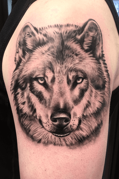 Realistic black and grey wolf 