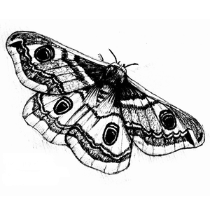 emperor moth tattoo
