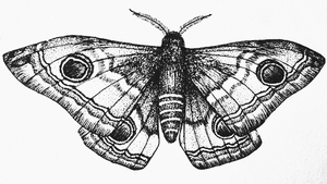 moth tattoo 