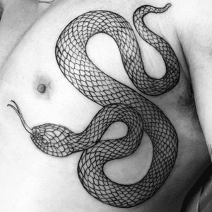Snake by Drexyll. Insta: @reptilian_brain 