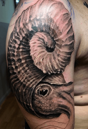 Ammonite in progress; free-hand by Kevin. Instagram: @blackfishtattoo