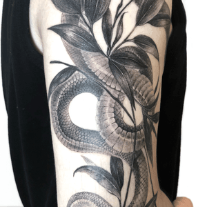‘Black and grey’ snake and willow leaf 