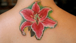 Realistic stargazer lilium on the top of the back