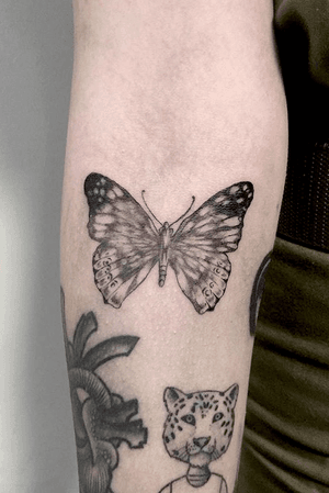 Light shading butterfly 