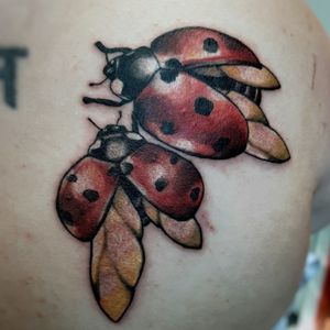 Ladybugs#ladybug #nature #insect 