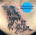 Bluebird in floral