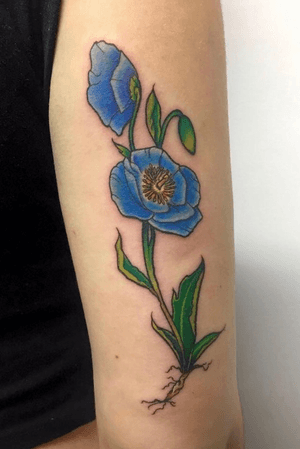  Blue poppy flower