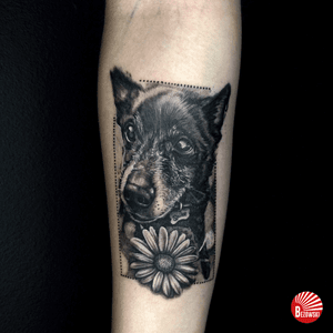 #blackandgrey #realism #dog #flower #bezowski
