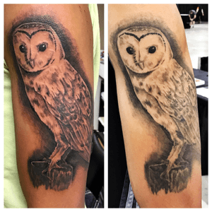 Fresh vs Healed #BlackandGrey #Realistic #Owl #tattoo