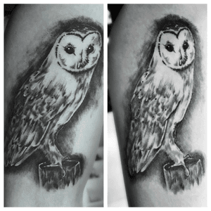 Another fresh vs healed #blackandgrey #realistic #owl #tattoo