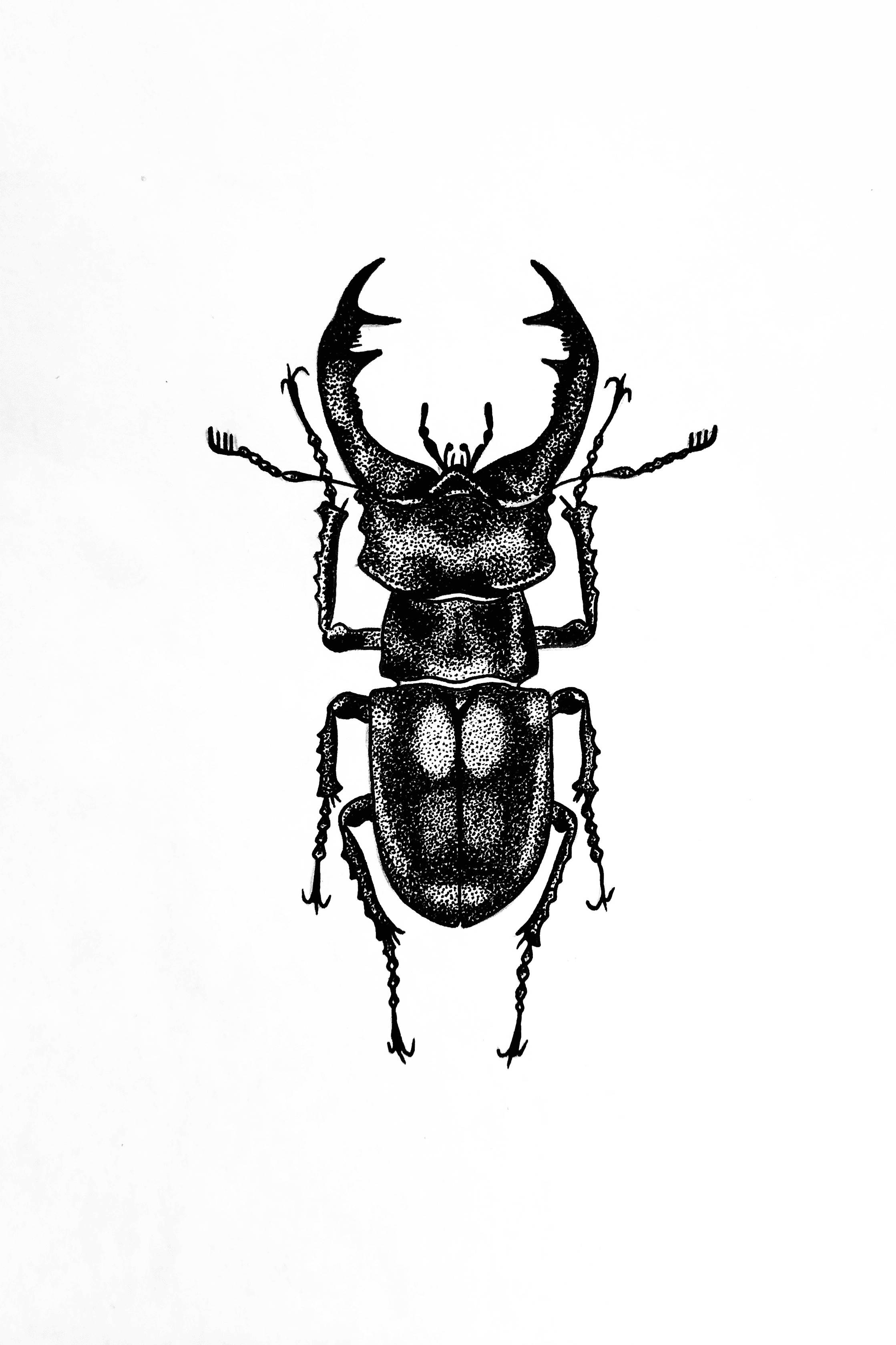 giant stag beetle tattoo