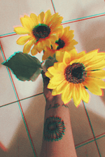 #sunflower #girasol 