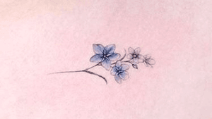Fine line forget-me-not