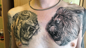 Tiger vs lion