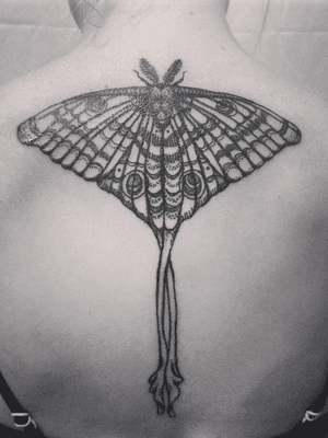 Moth tattoo for Megan. Thank you so much love! #mothtattoo #moth #lunarmoth #butterflytattoo #lineworktattoo #illustrativetattoo #illustrative #backtattoo #backpiece 