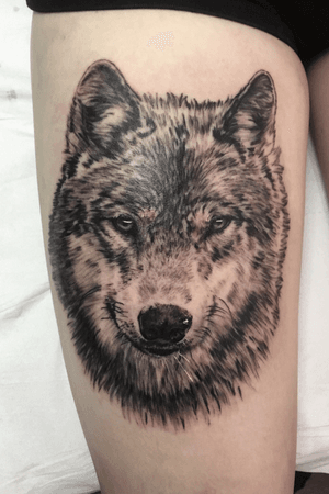Wolf portrait 