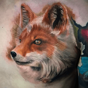 Beautiful fox, we love this one 😍