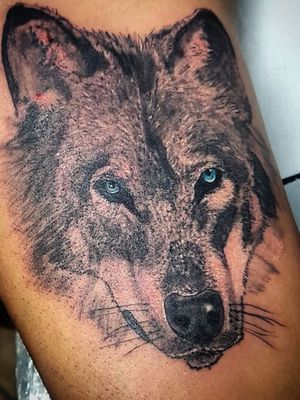 Wolf tattoo! #tattoo #tattooed #tattoowolf #tats #realistictatto #blackandgray #instangood #picoftheday #ink #inklovers #tattoolovers #tatuaggio #tatuaggiolupo#inked #tattoodo #tattooist #legtattoo #phanteraink #worldfamousink #tattoolife 