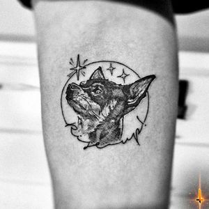 Nº839 #tattoo #tattooed #ink #inked #girlswithtattoos #littletattoo #dog #dogtattoo #chihuahua #chihuahuadog #riseup #doglover #bestfriends #stencilstuff #humingbirdgartridges #dynamiccolorco #dynmiccolor #dynamicink #cheyennetattooequipment #hawkpen #bylazlodasilva